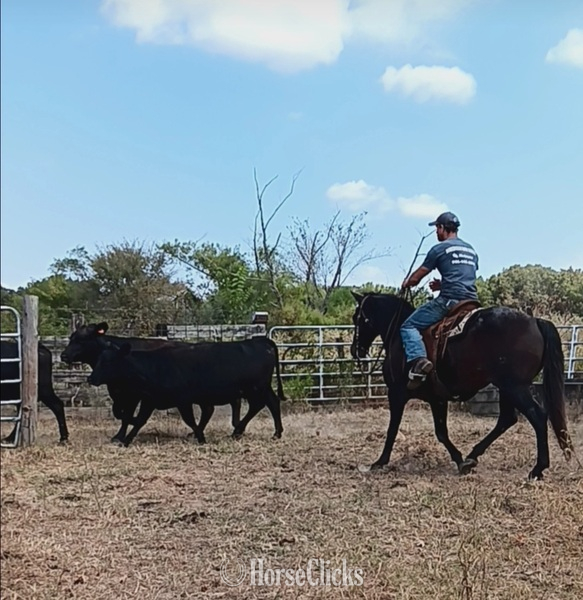 "Jasper" Bay Roan Gelding Quarter Horse - Quarter Horse in Tennessee