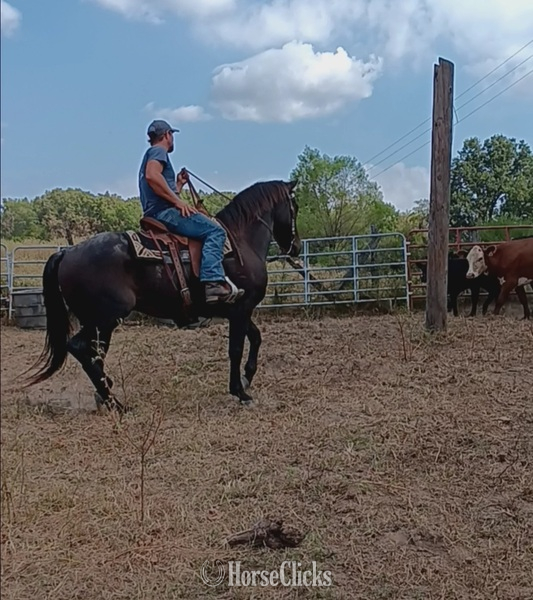 Tennessee "Jasper" Bay Roan Gelding Quarter Horse