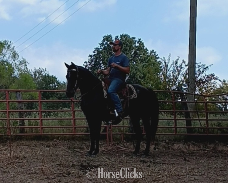 "Jasper" Bay Roan Gelding Quarter Horse