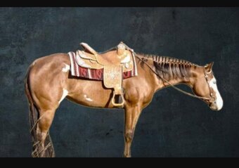 "A good reason" Bay Mare Paint