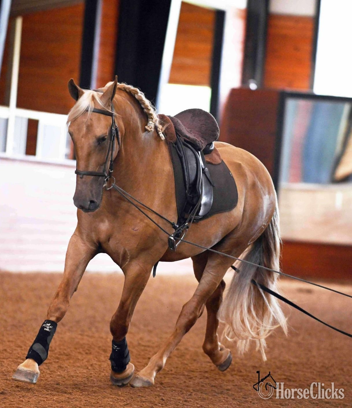 "Cantante" Palomino Gelding Andalusian in Georgia