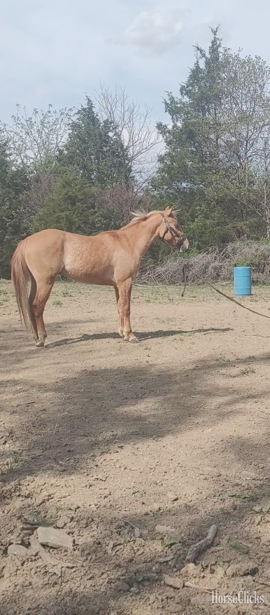 "Pocos Red Cutter" Red Roan Gelding Quarter Pony