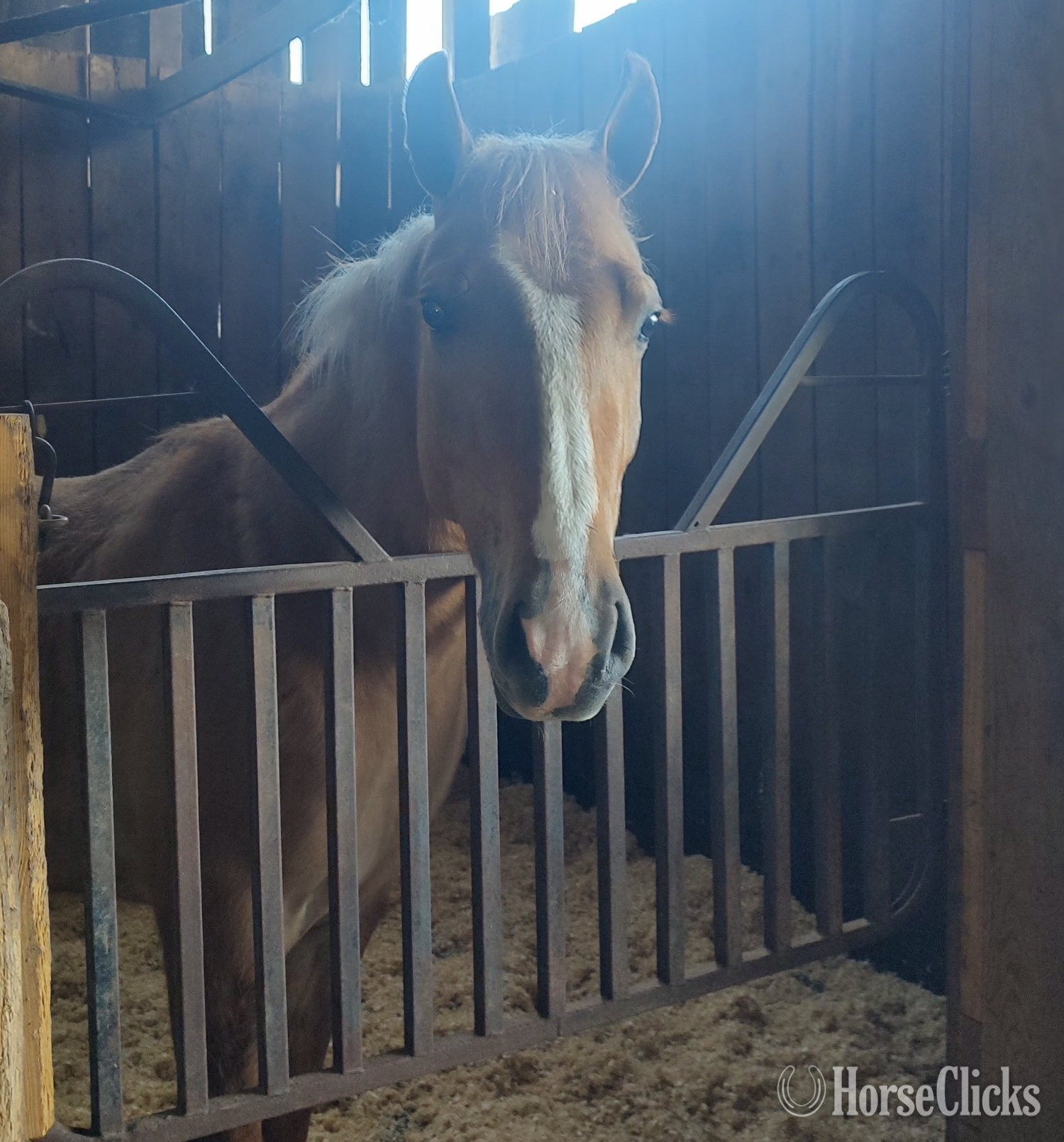 "Pocos Red Cutter" Red Roan Gelding Quarter Pony in Kentucky