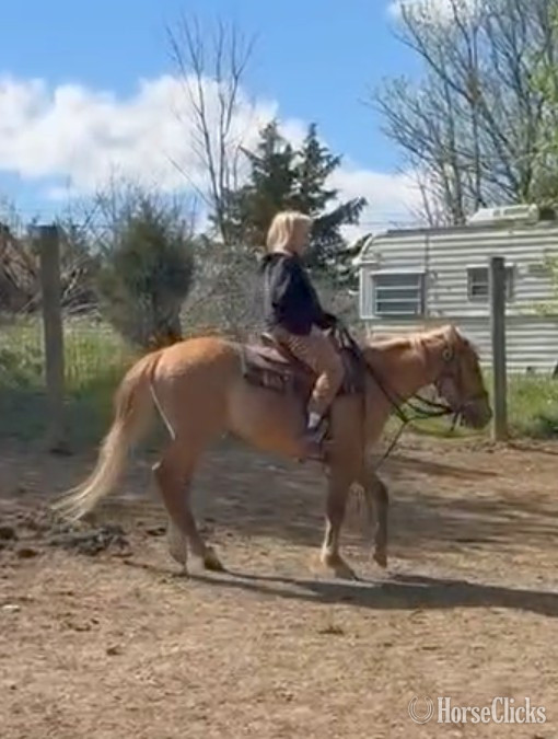 Kentucky "Pocos Red Cutter" Red Roan Gelding Quarter Pony