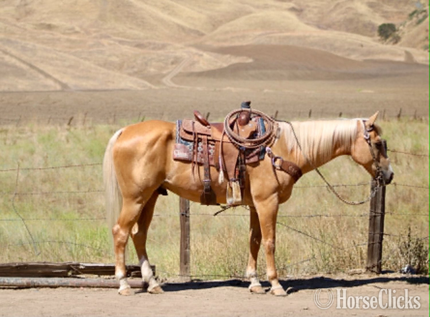 "PAYDAY" Palomino Gelding Quarter Horse in California