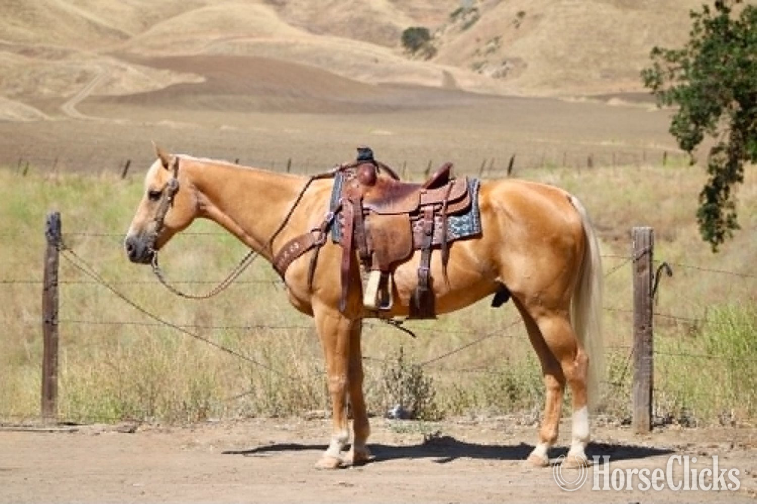 "PAYDAY" Palomino Gelding Quarter Horse