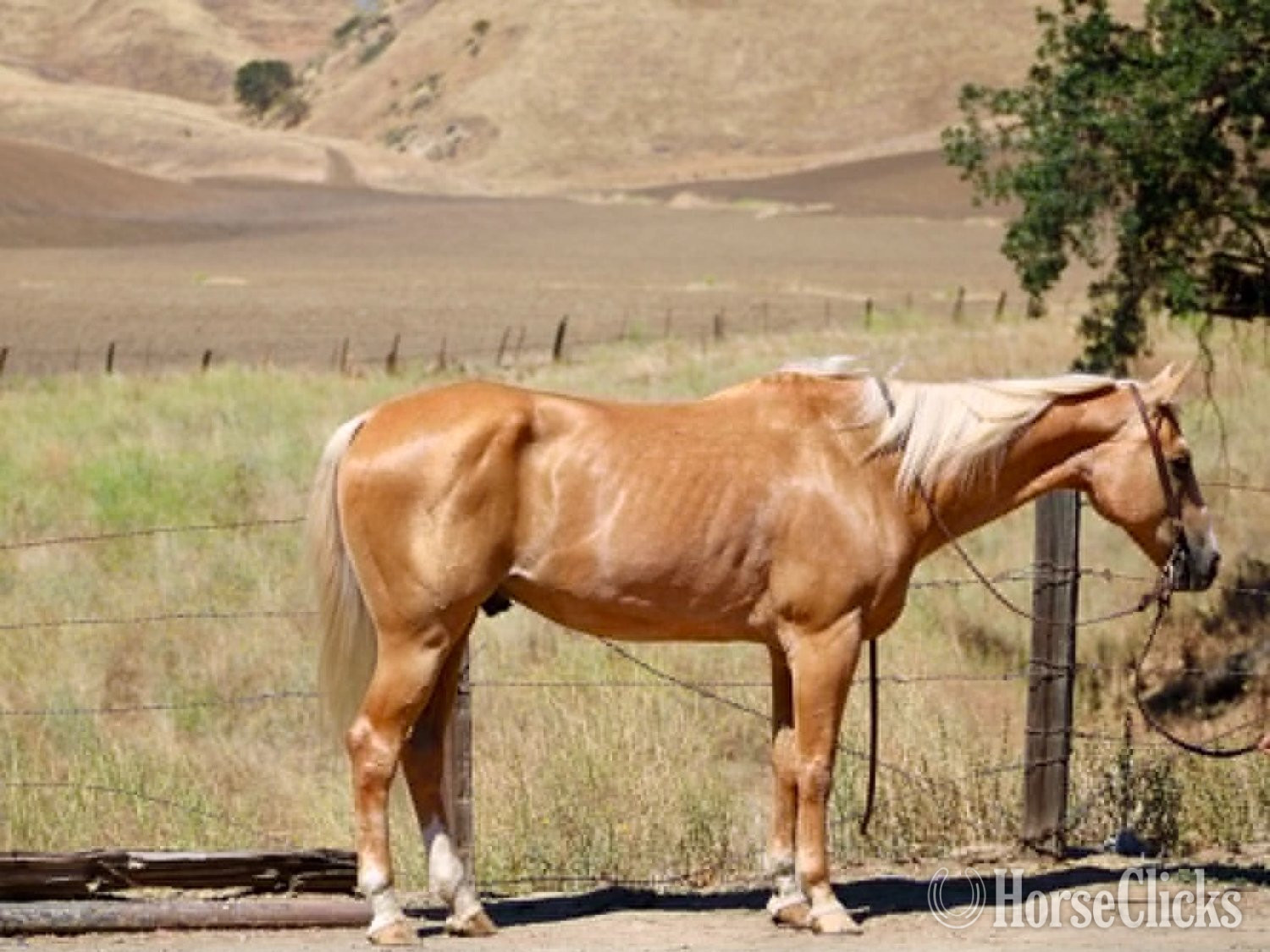 California "PAYDAY" Palomino Gelding Quarter Horse
