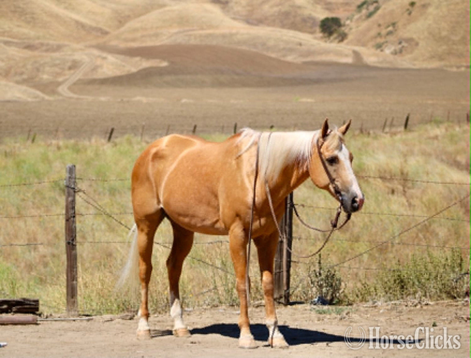 "PAYDAY" Palomino Gelding Quarter Horse - Quarter Horse in California