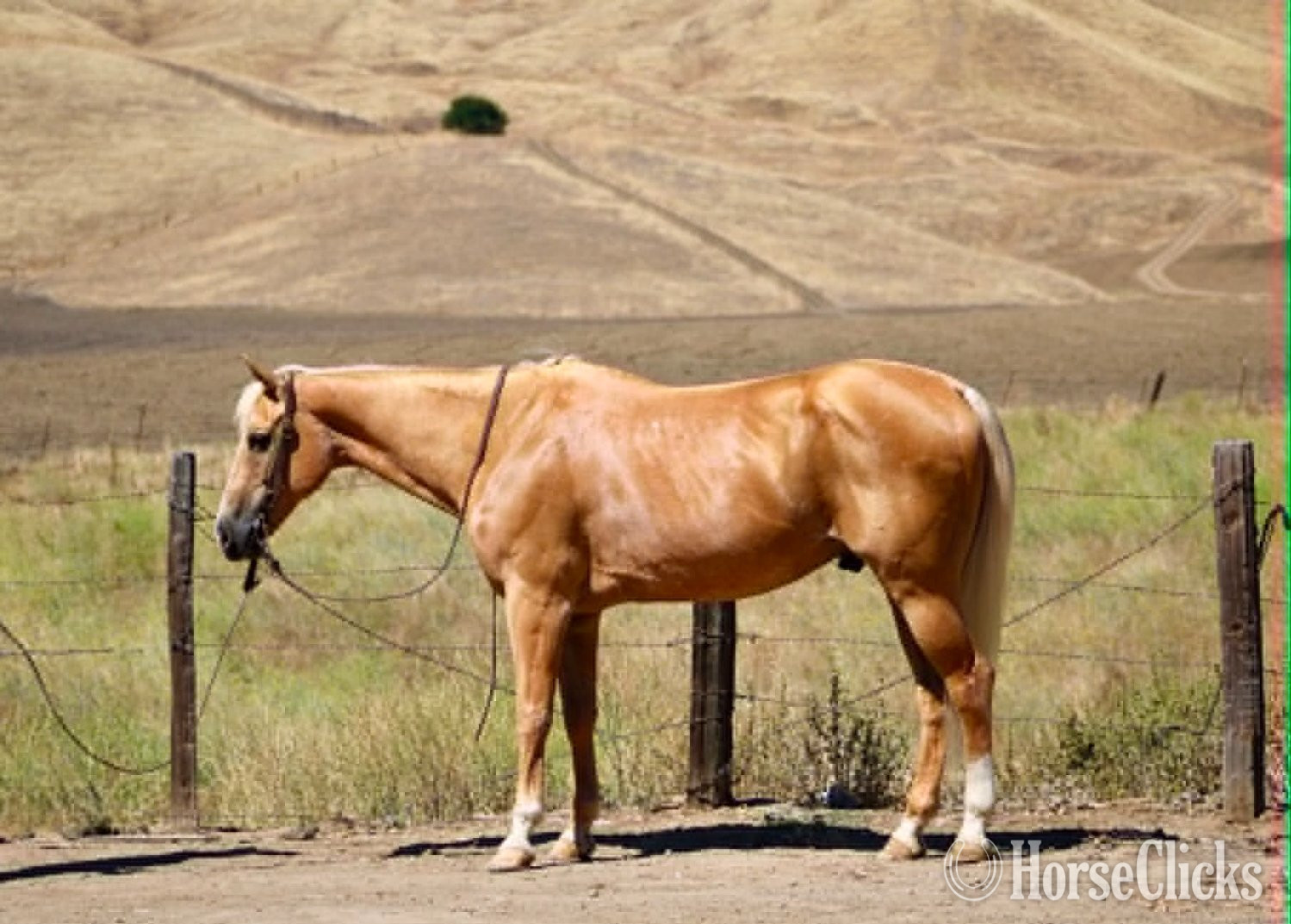 "PAYDAY" Palomino Gelding Quarter Horse - Quarter Horse