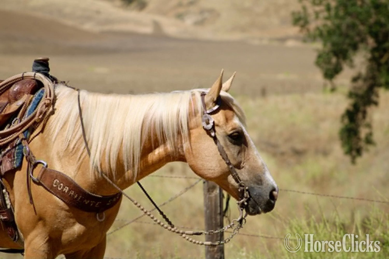 "PAYDAY" Palomino Gelding Quarter Horse California