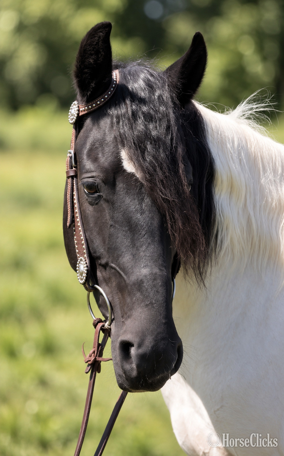 "Sally" Pinto Mare Tennessee Walker Pennsylvania