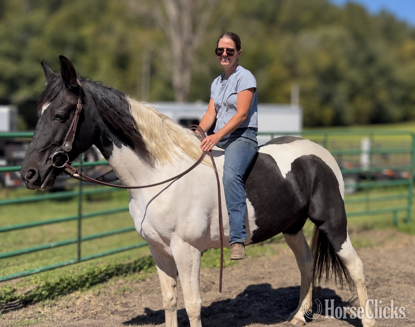 "Sally" Pinto Mare Tennessee Walker in Pennsylvania