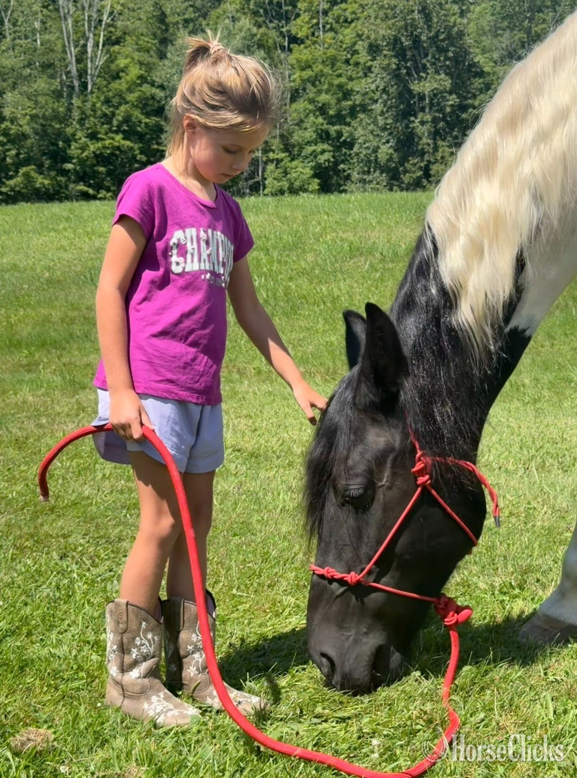 "Sally" Pinto Mare Tennessee Walker - Tennessee Walker