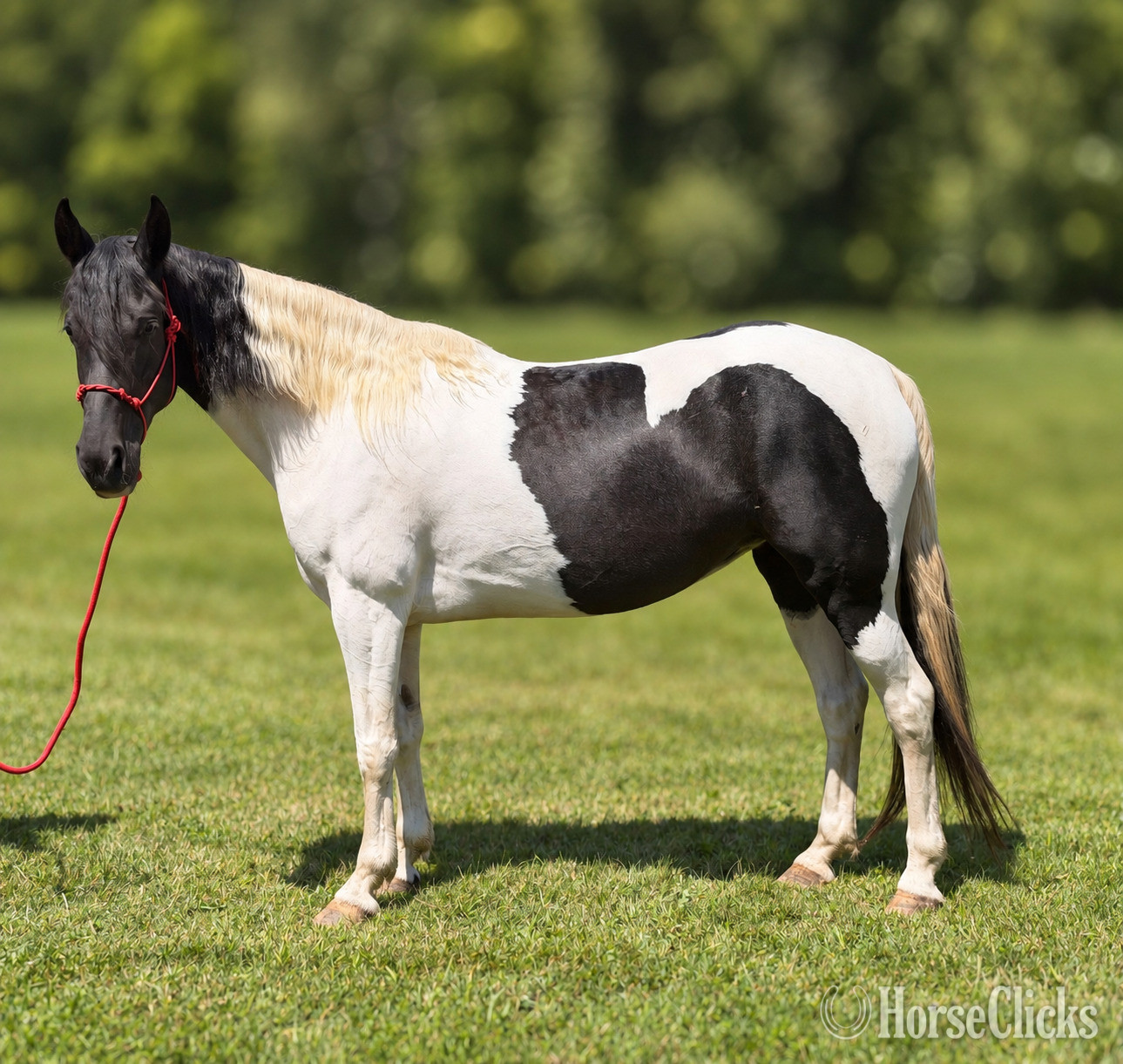 "Sally" Pinto Mare Tennessee Walker - Tennessee Walker in Pennsylvania