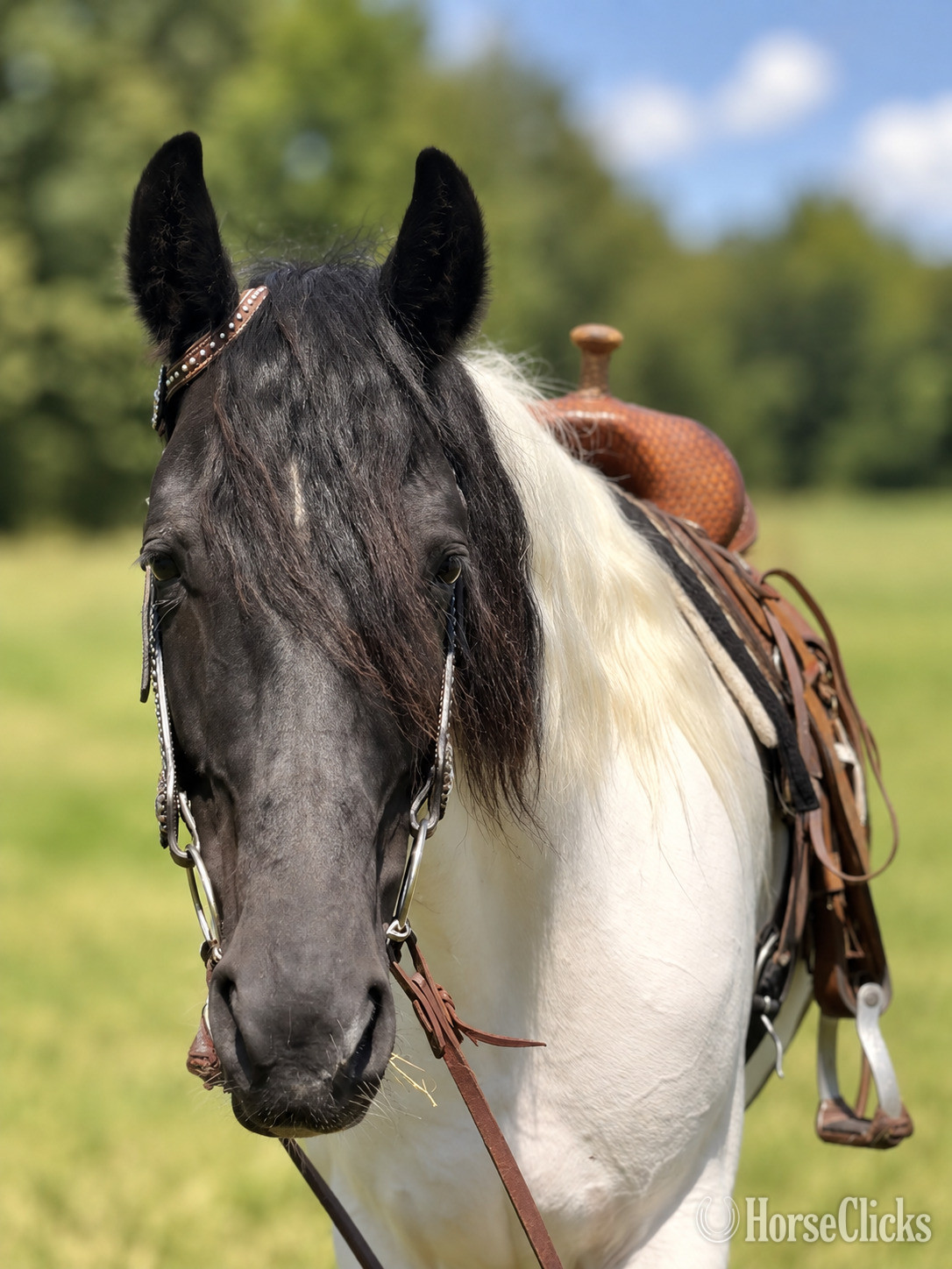 "Sally" Pinto Mare Tennessee Walker