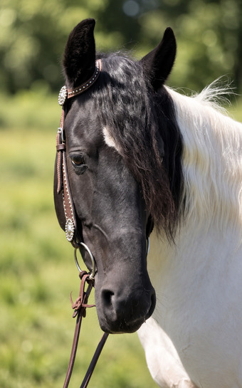 "Sally" Pinto Mare Tennessee Walker