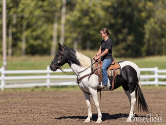 "Sally" Pinto Mare Tennessee Walker