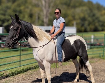 "Sally" Pinto Mare Tennessee Walker