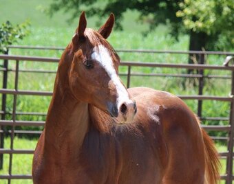 "NV Sonsational**SOLD**" Sorrel Stallion Paint