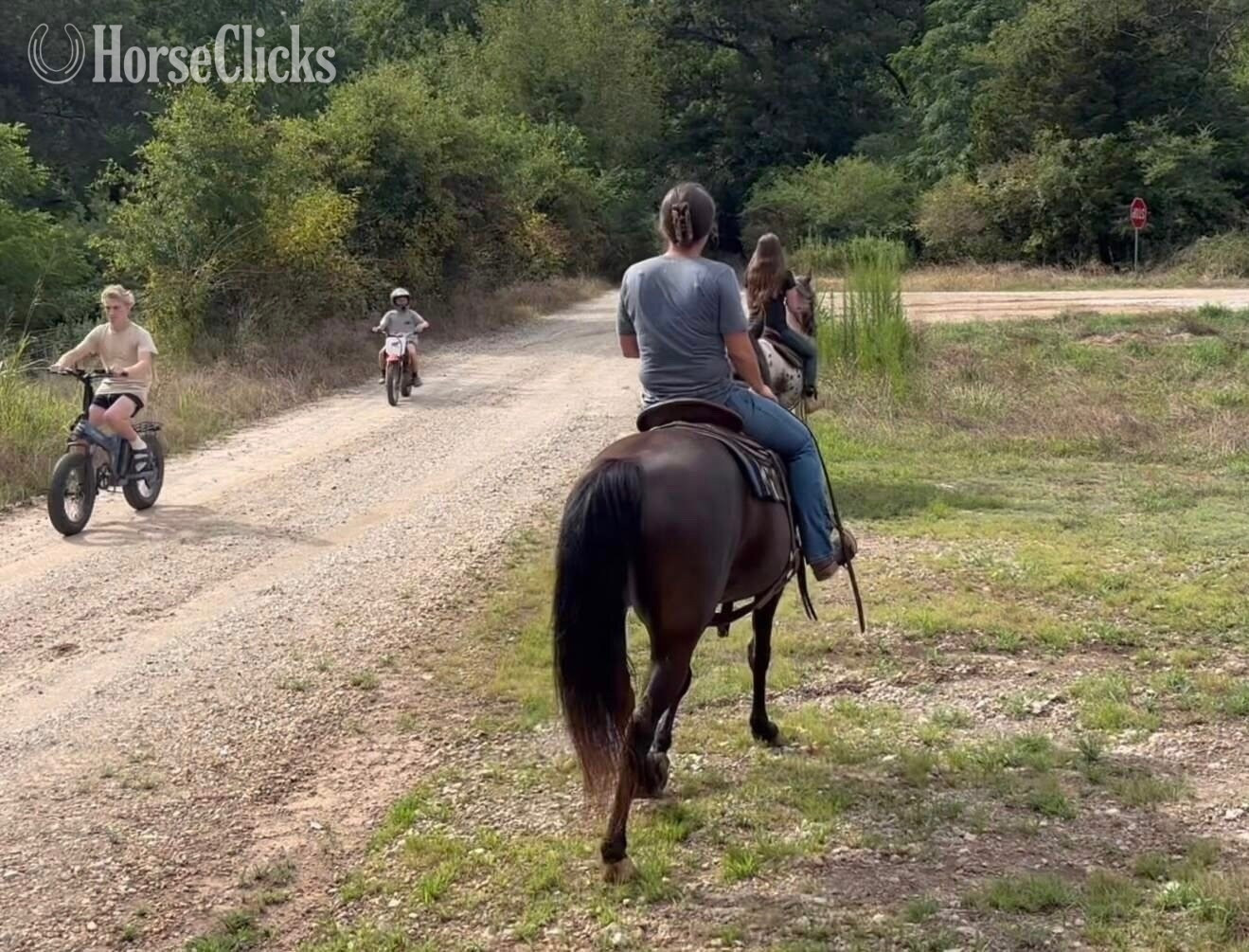 "Molly" Black Mare Kentucky Mountain in Georgia