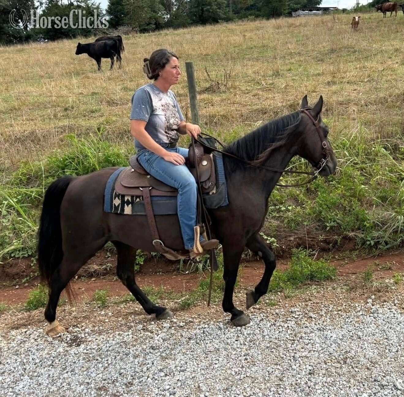 "Molly" Black Mare Kentucky Mountain