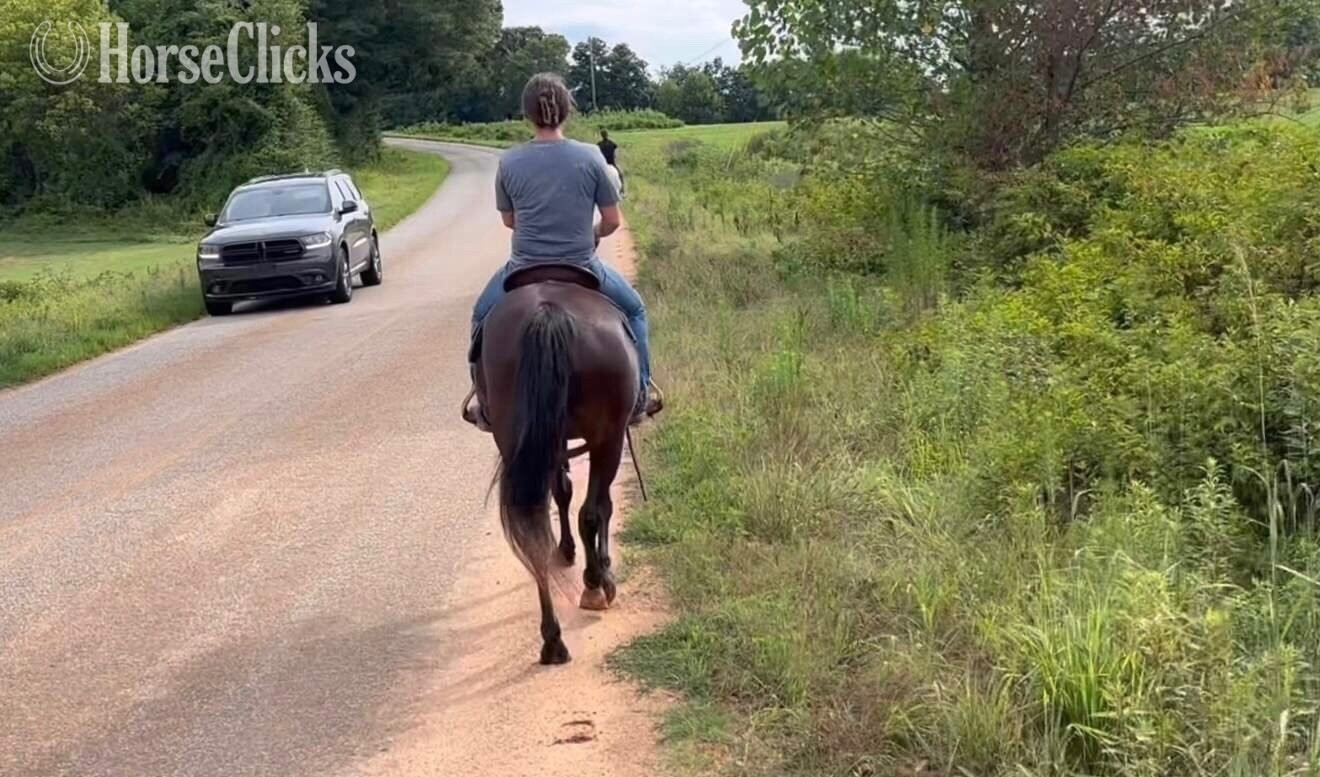 Georgia "Molly" Black Mare Kentucky Mountain