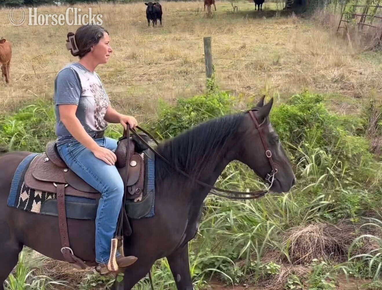 "Molly" Black Mare Kentucky Mountain - Kentucky Mountain in Georgia