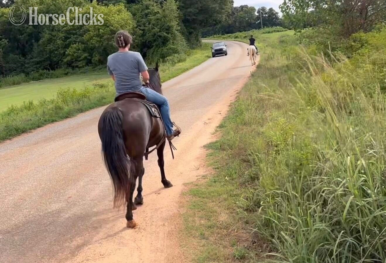 "Molly" Black Mare Kentucky Mountain - Kentucky Mountain