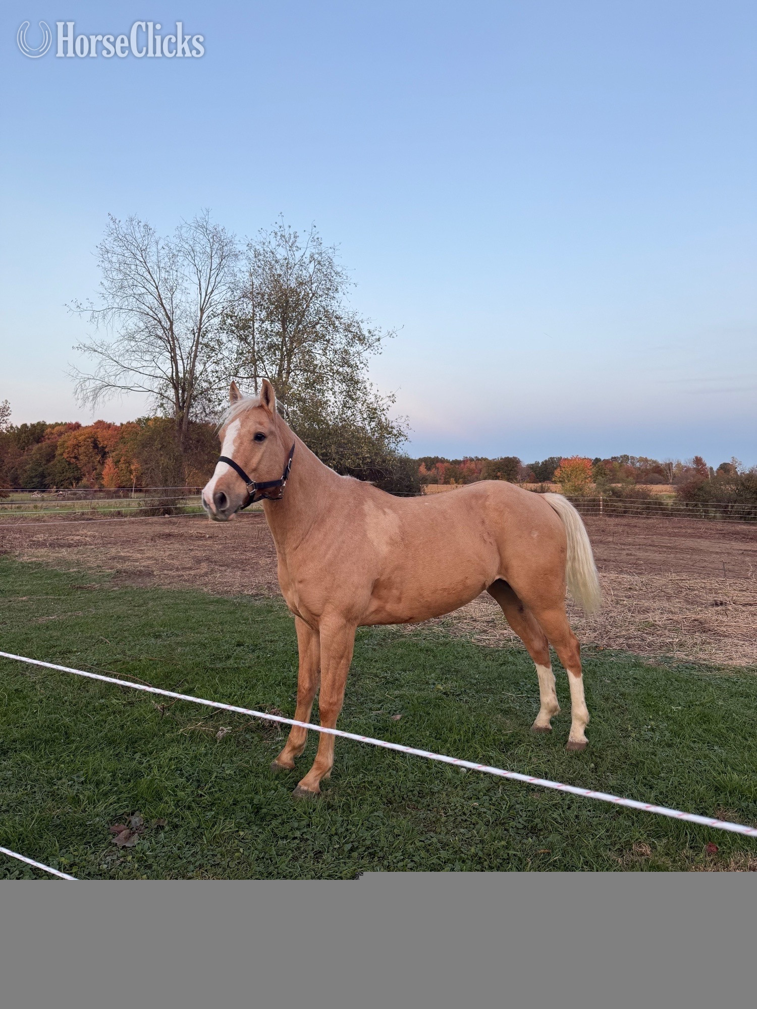 "Apollo" Palomino Gelding Paint in Ohio