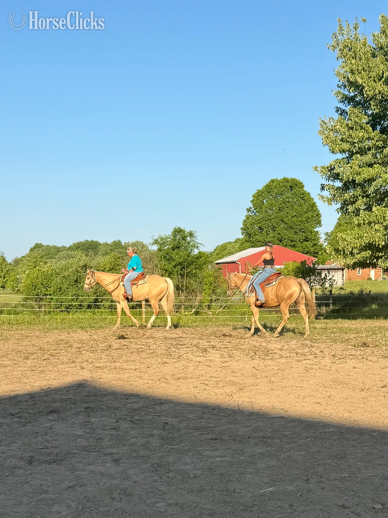 Ohio "Apollo" Palomino Gelding Paint