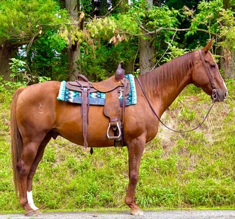 "Gus " Chestnut Gelding Quarter Horse