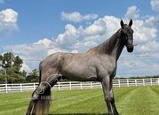 "BERT" Blue Roan Gelding Tennessee Walker