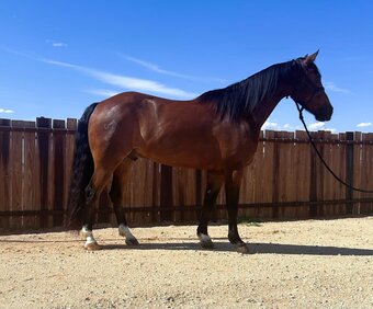 "Lil Metallic Light" Bay Gelding Quarter Horse