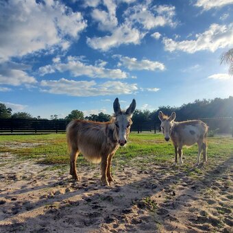 "Family Pets Welcome visitors323" Spotted Colt Donkey