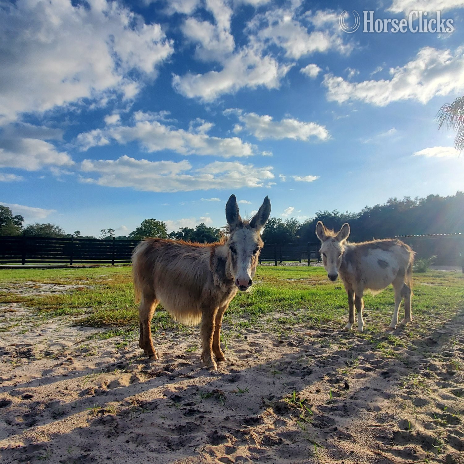 "Family Pets Welcome visitors323" Spotted Colt Donkey in Florida