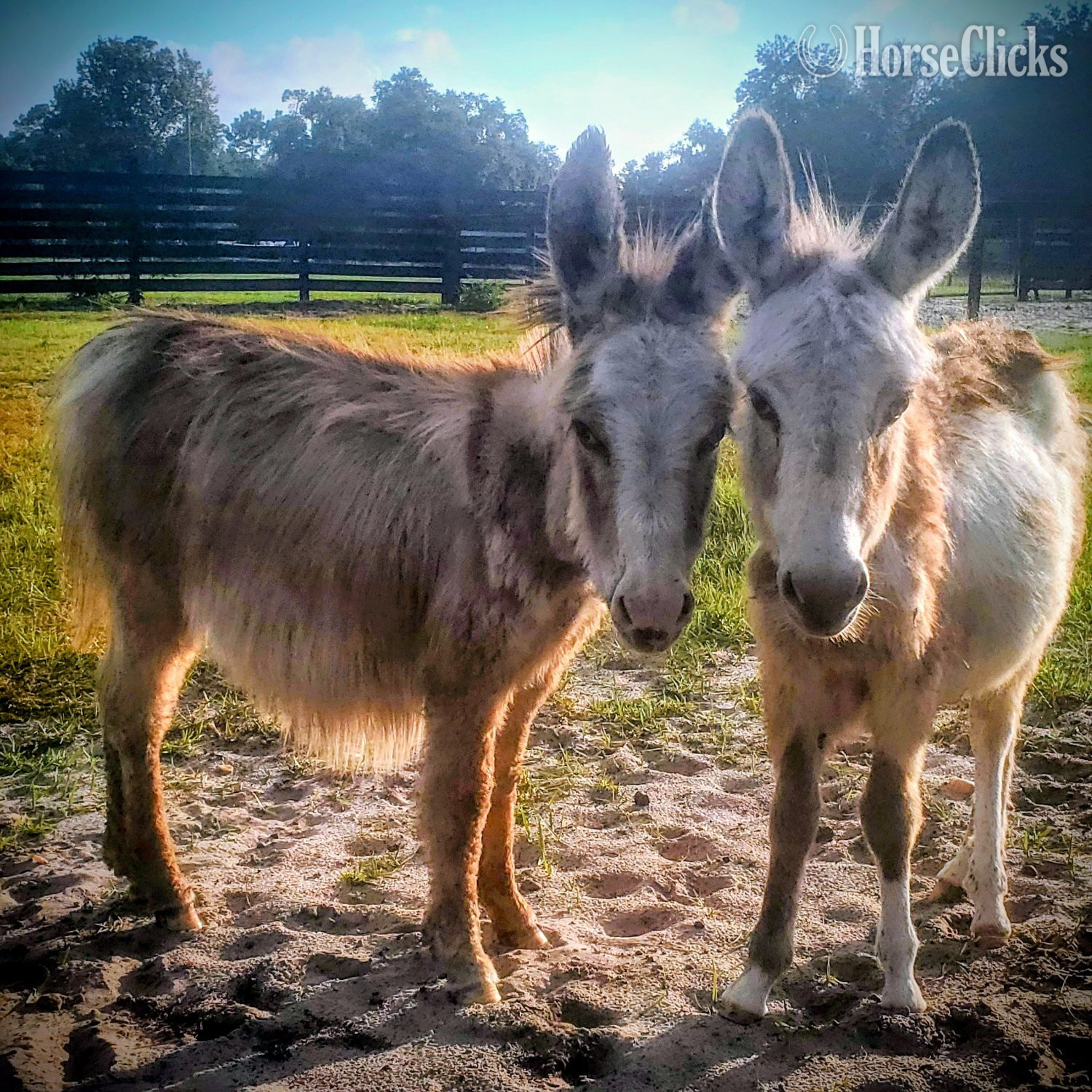 "Family Pets Welcome visitors323" Spotted Colt Donkey