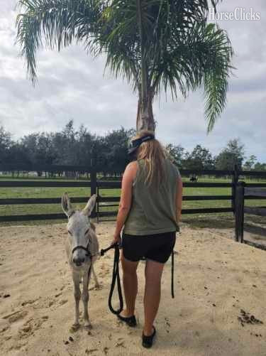 "Family Pets Welcome visitors323" Spotted Colt Donkey - Donkey