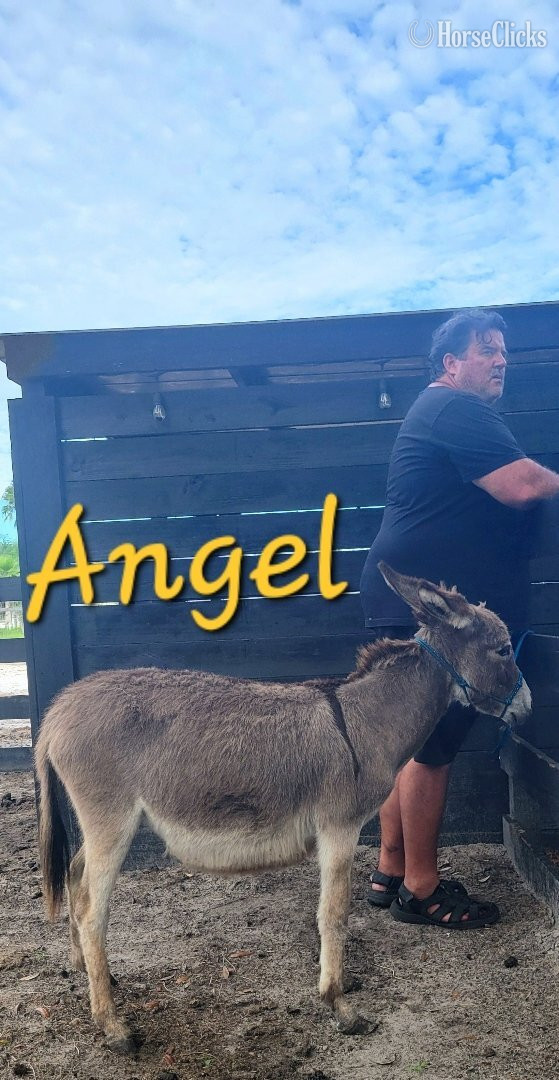"Family Pets Welcome visitors323" Spotted Colt Donkey Florida