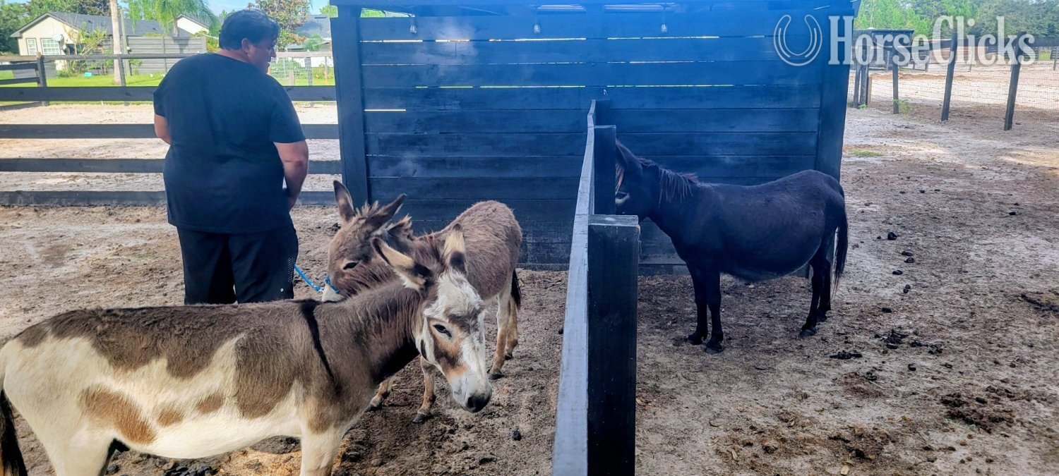 Donkey - "Family Pets Welcome visitors323" Spotted Colt Donkey in Florida