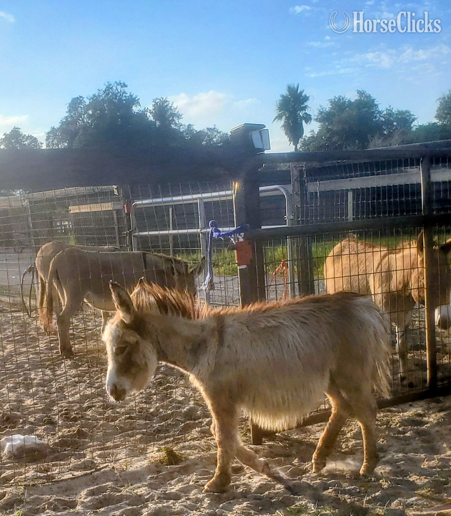 Donkey - "Family Pets Welcome visitors323" Spotted Colt Donkey