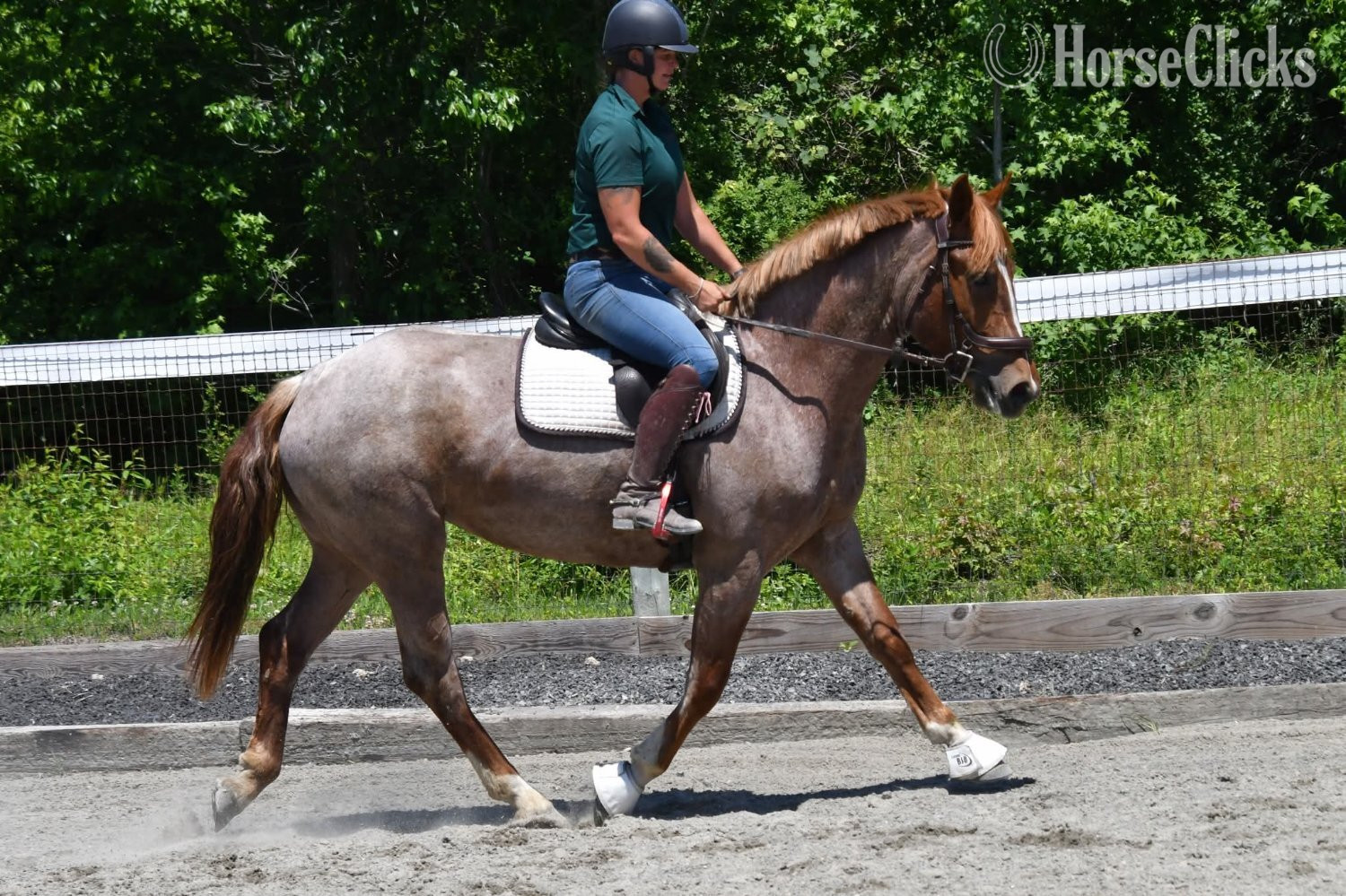 "River"  Mare Draft in California