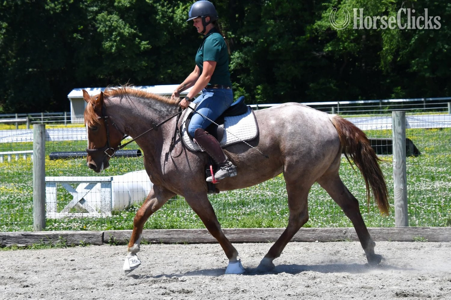 "River"  Mare Draft