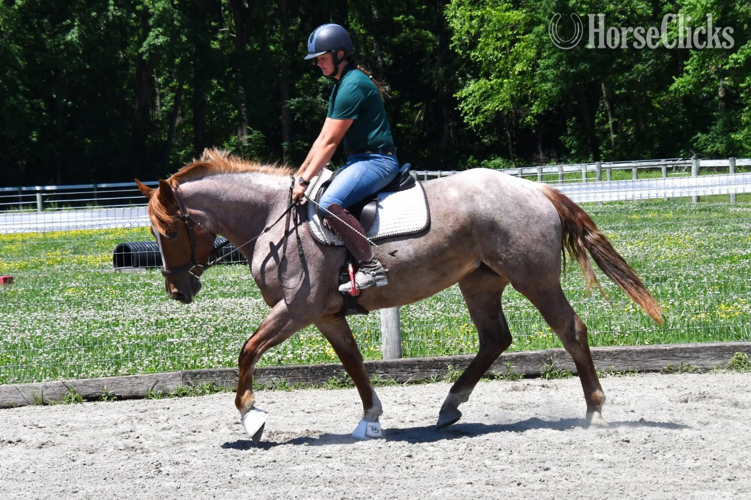 California "River"  Mare Draft