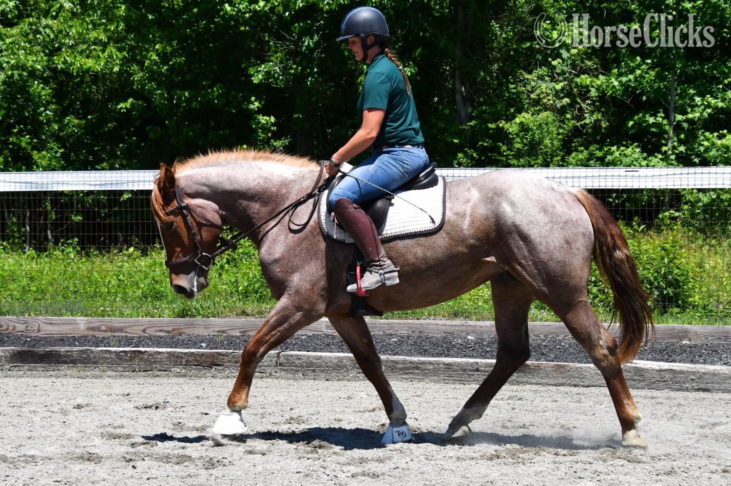 "River"  Mare Draft - Draft