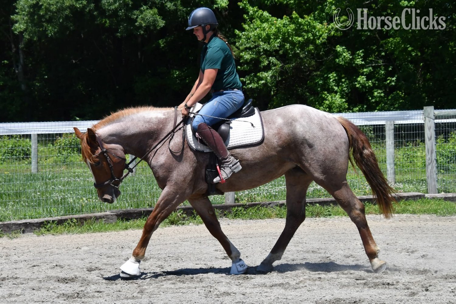"River"  Mare Draft California