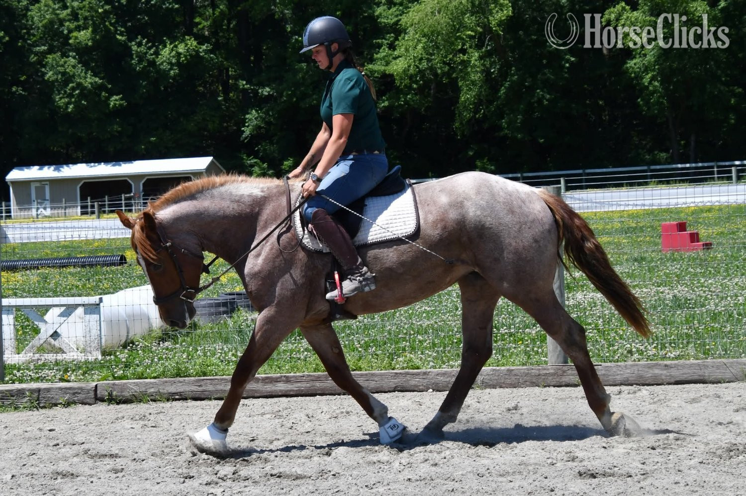 Draft - "River"  Mare Draft in California