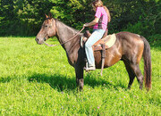 "Bronson " Bay Roan Gelding Quarter Horse