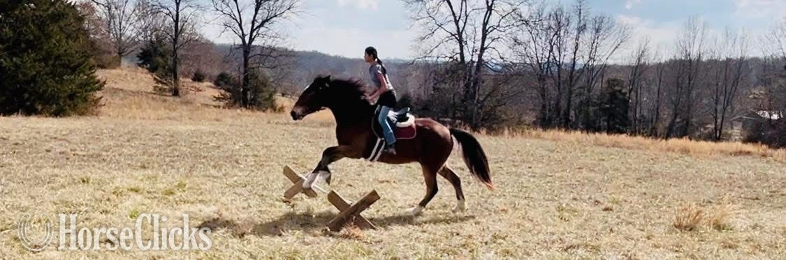 "Jimbo" Bay Gelding Other Breed in Missouri