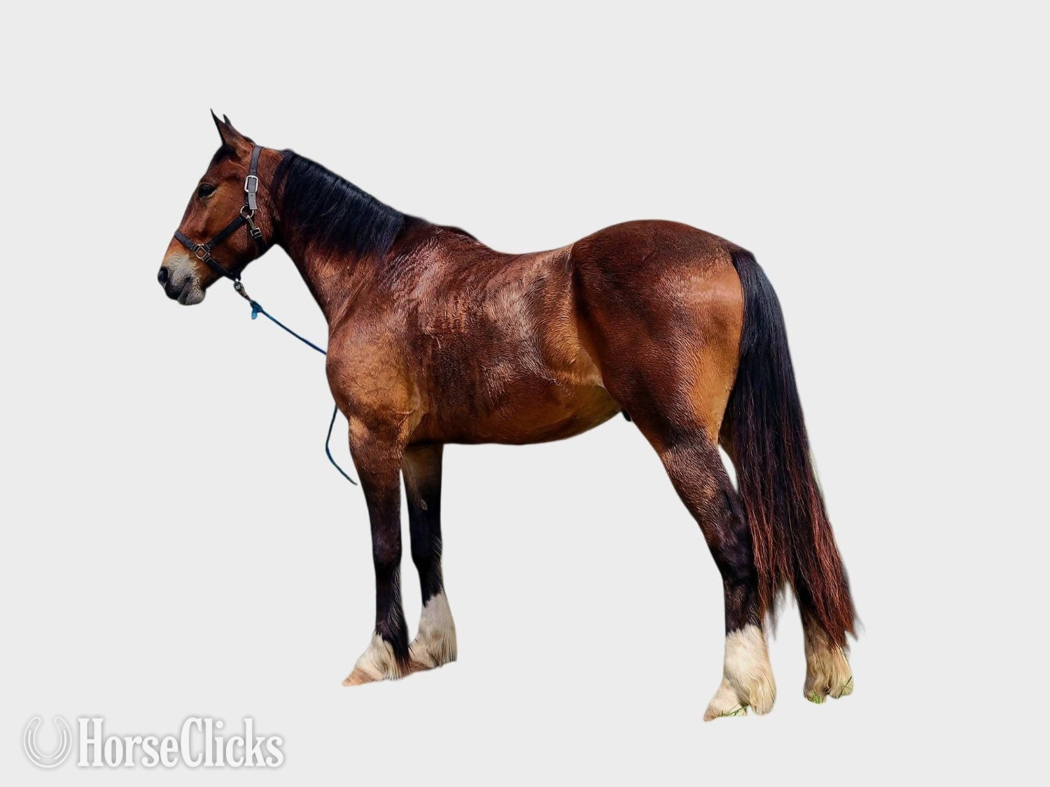 "Jimbo" Bay Gelding Other Breed