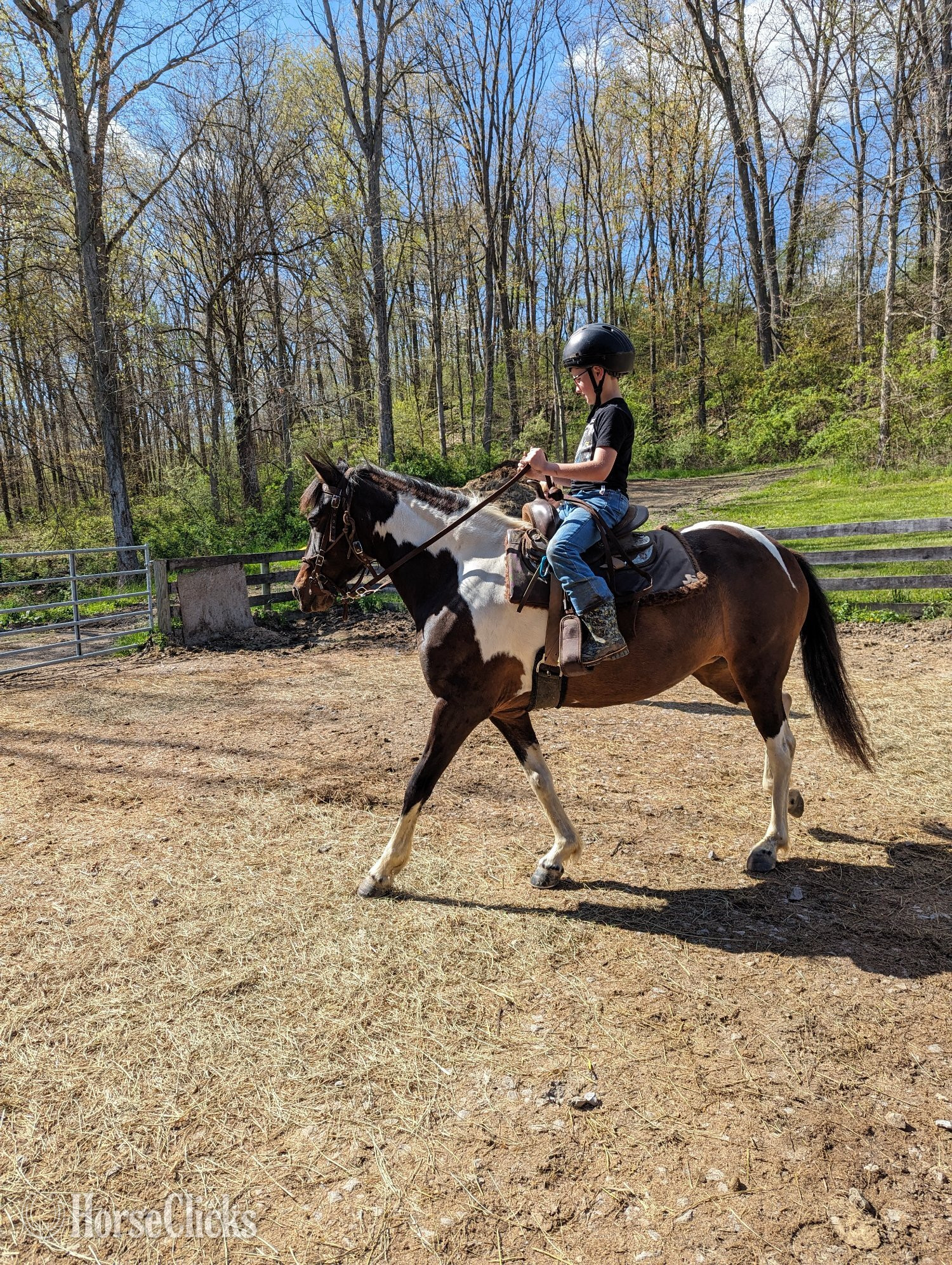 "Lilly" Tri-Color Mare Pony in Ohio